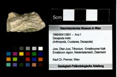 Foto (Objekt + Etikett) von Decapoda indet.  (NHMW-GEO-1990-0041-3891)